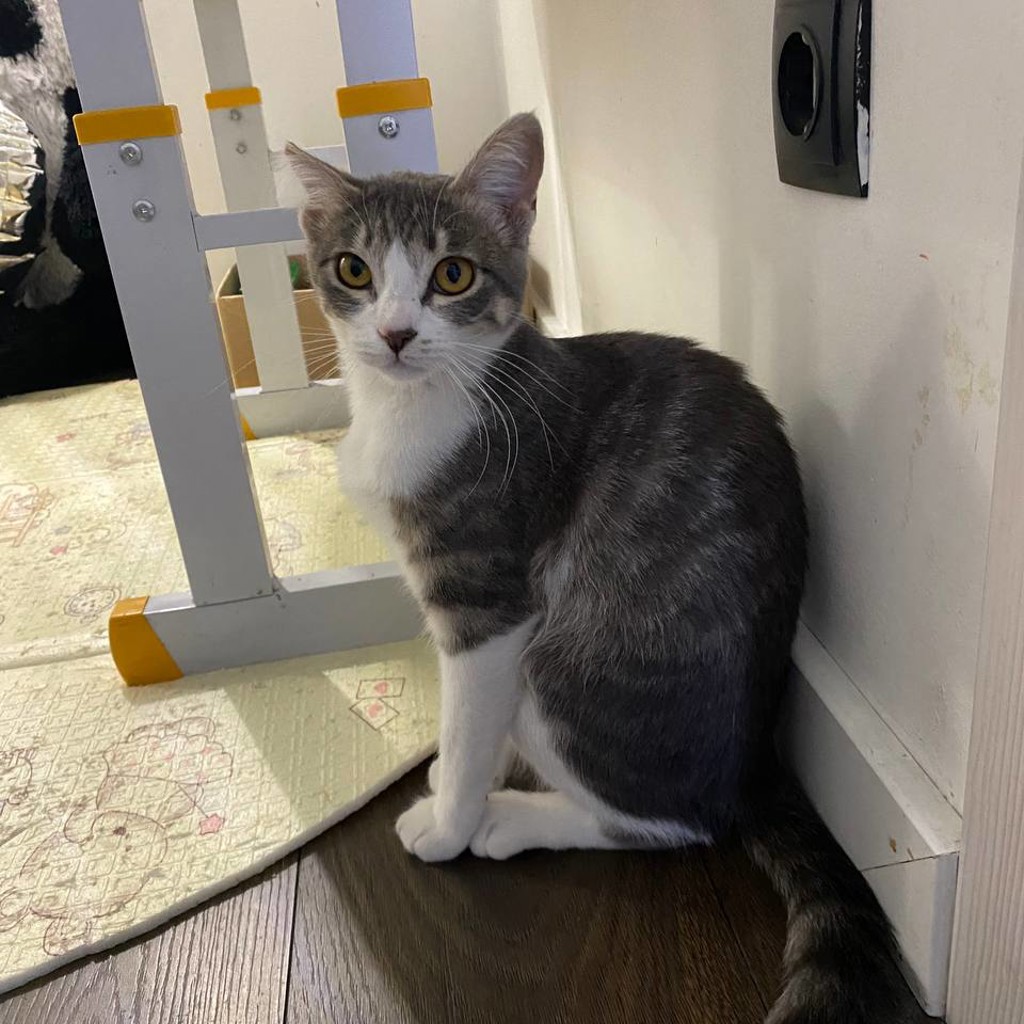 Кошка