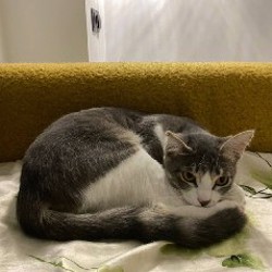 Кошка - фото 2