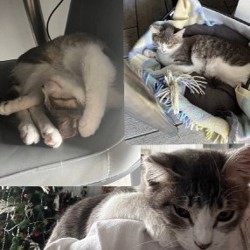 Кошка - фото 5