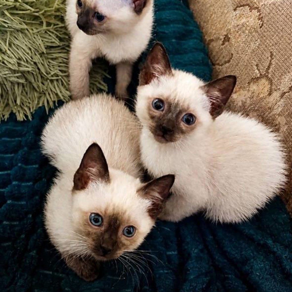 Сиамские котики
