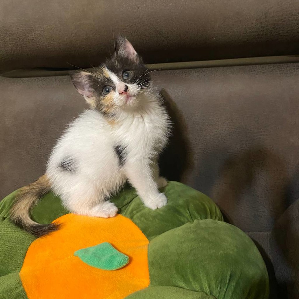 Котенок Миля