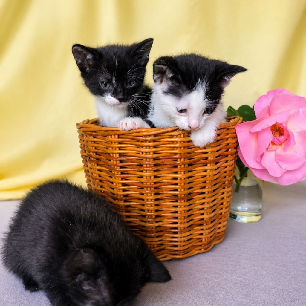 Котята