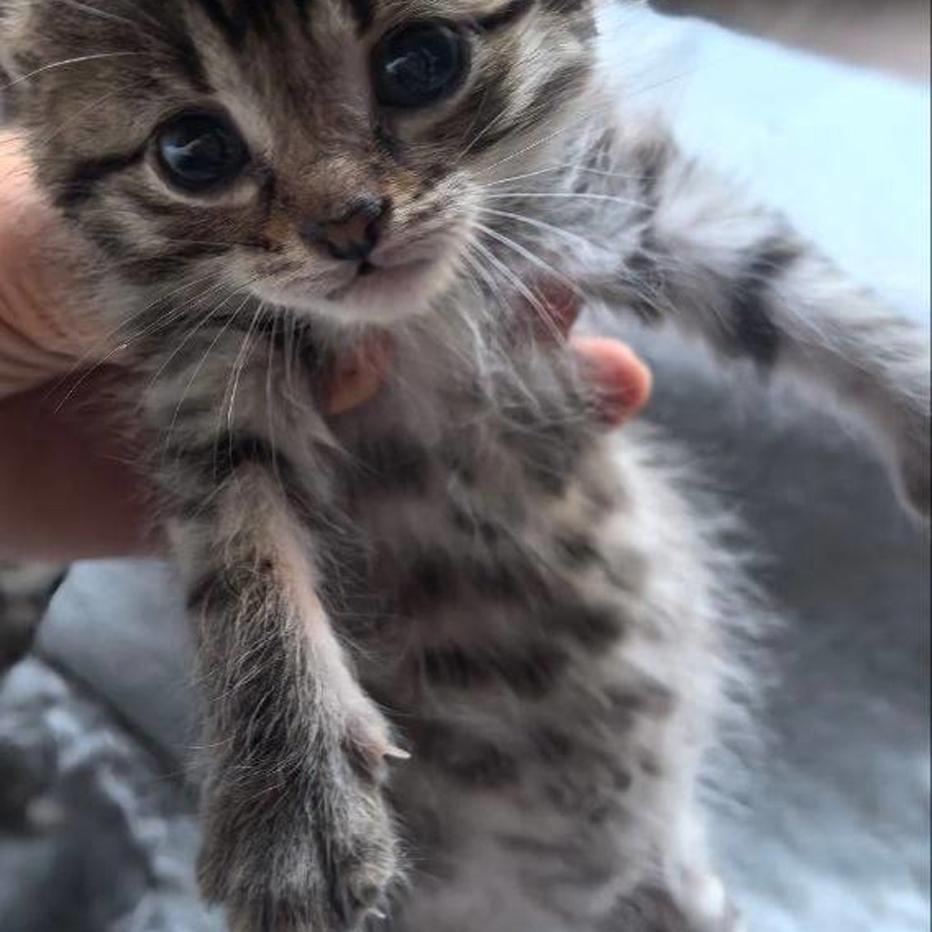 Котёнок