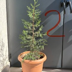 Фикус - фото 2