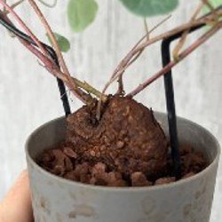 Диоскорея слоновья - фото 3