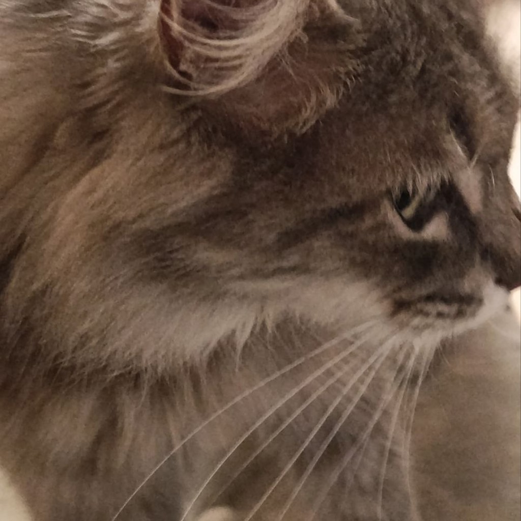 Кошка