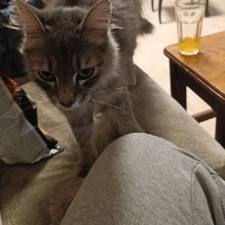 Кошка - фото 2