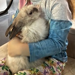 Домашний кролик - фото 3