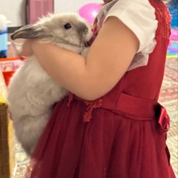 Домашний кролик - фото 4