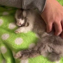 Домашний кролик - фото 6