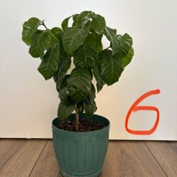 Фикус - фото 6