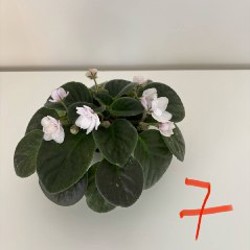 Фикус - фото 7