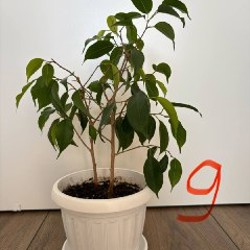 Фикус - фото 10
