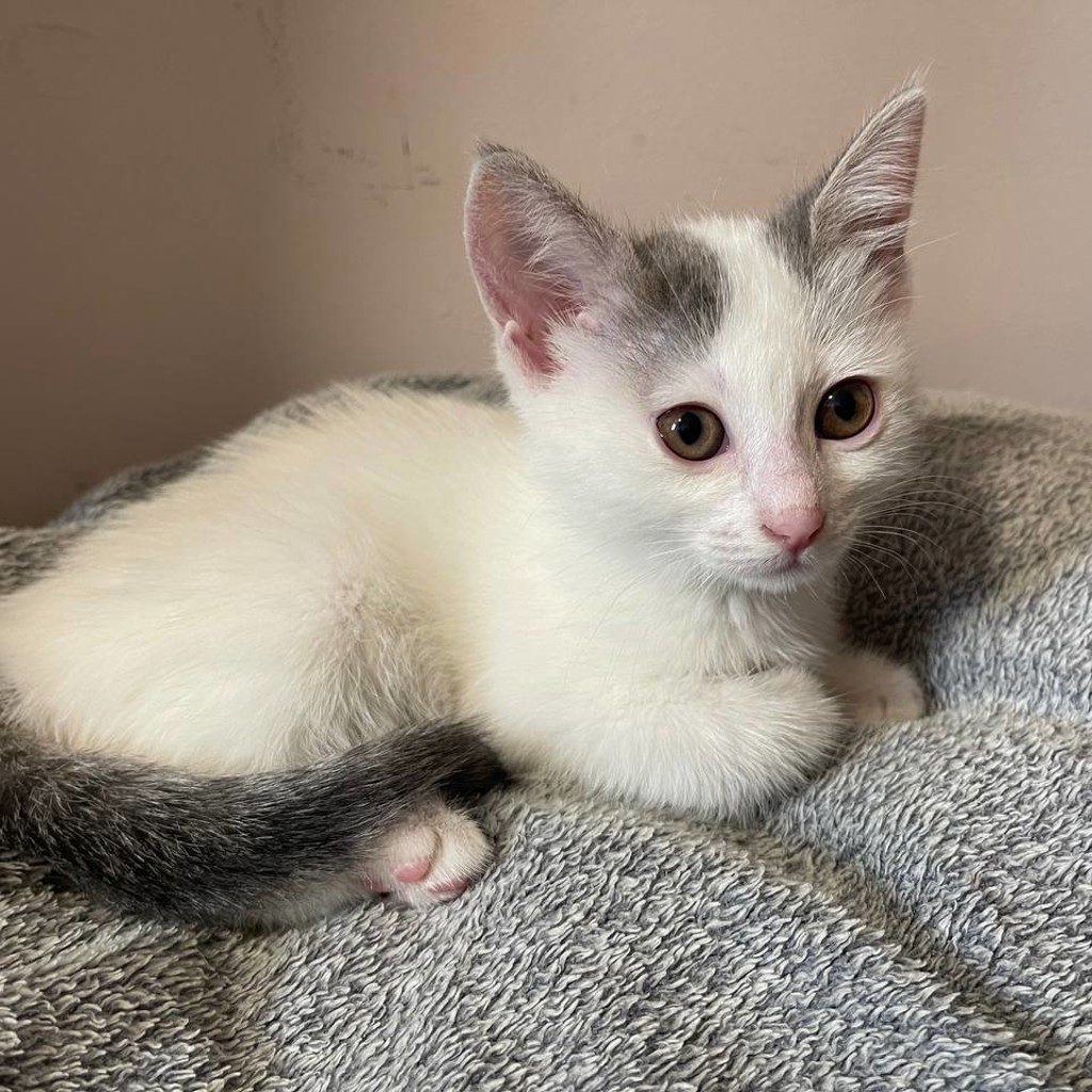 Котёнок