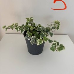 Фиалка белая - фото 5