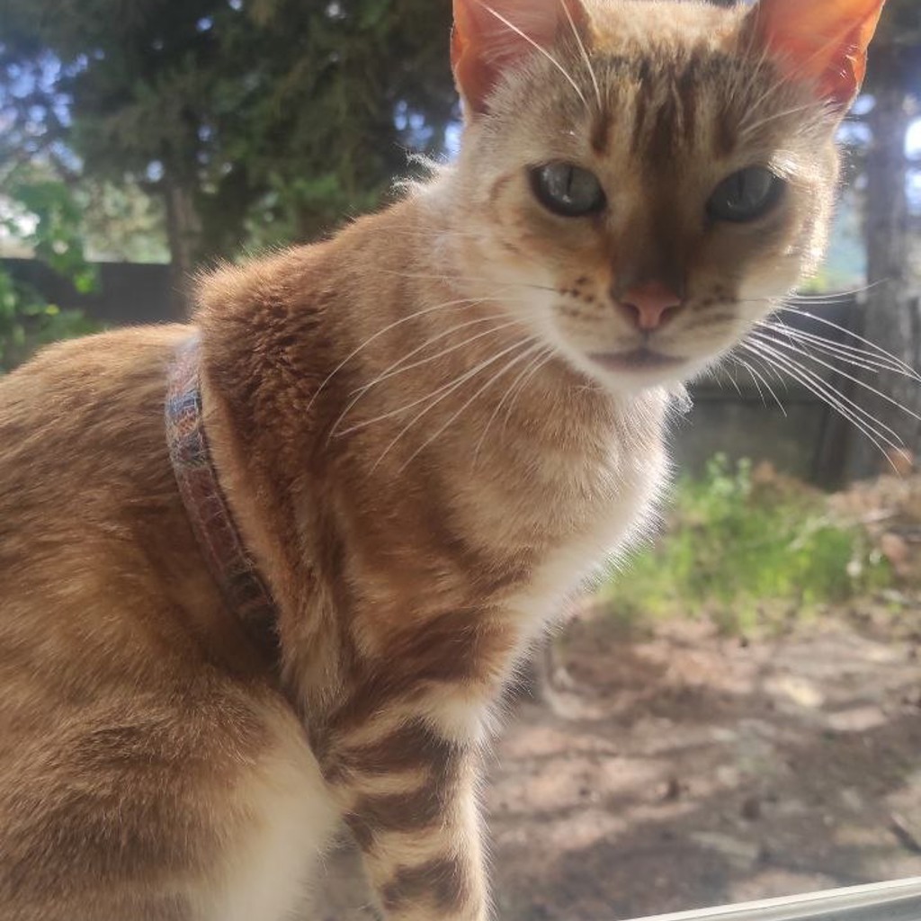 Бенгальская кошка