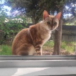 Бенгальская кошка - фото 2