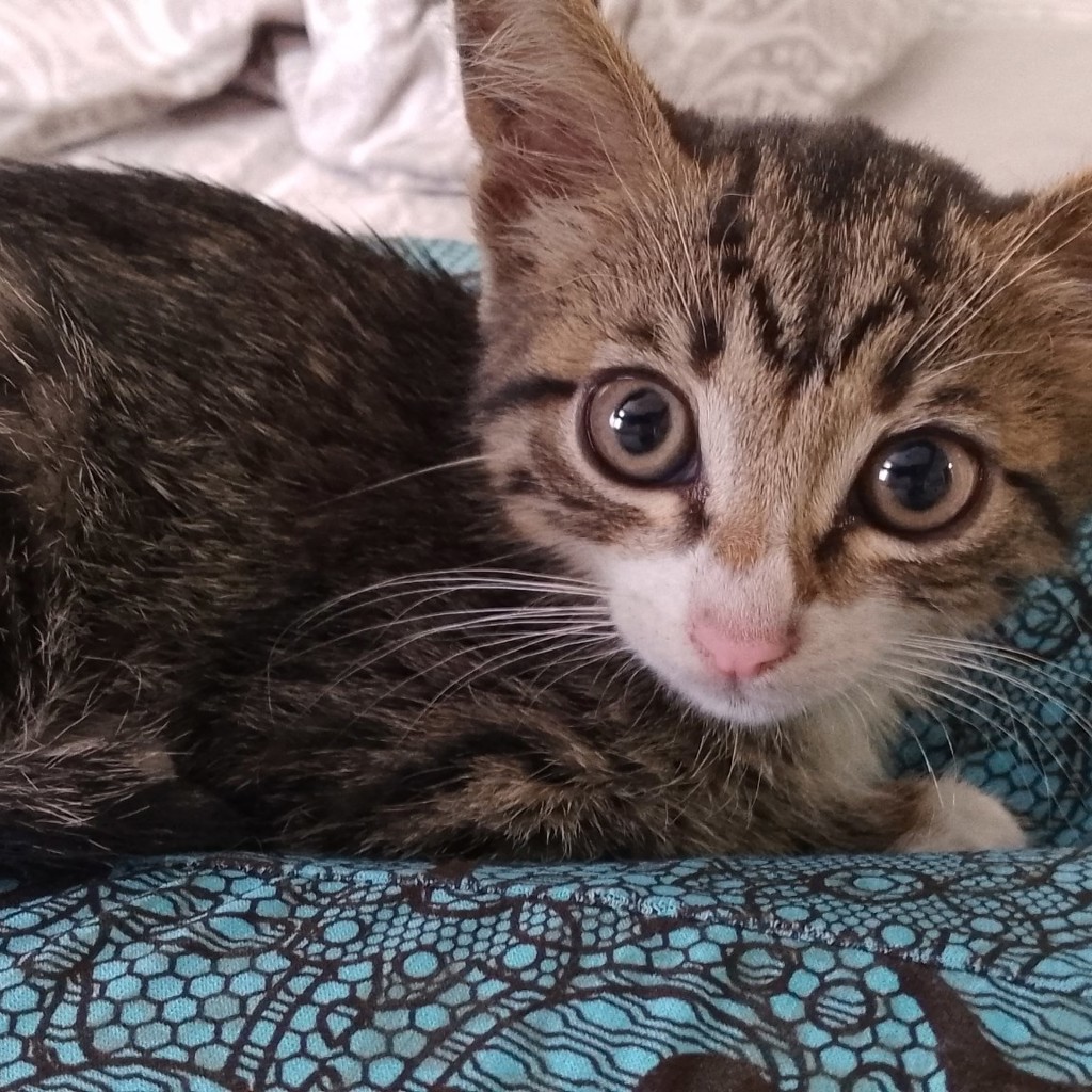 Котенок