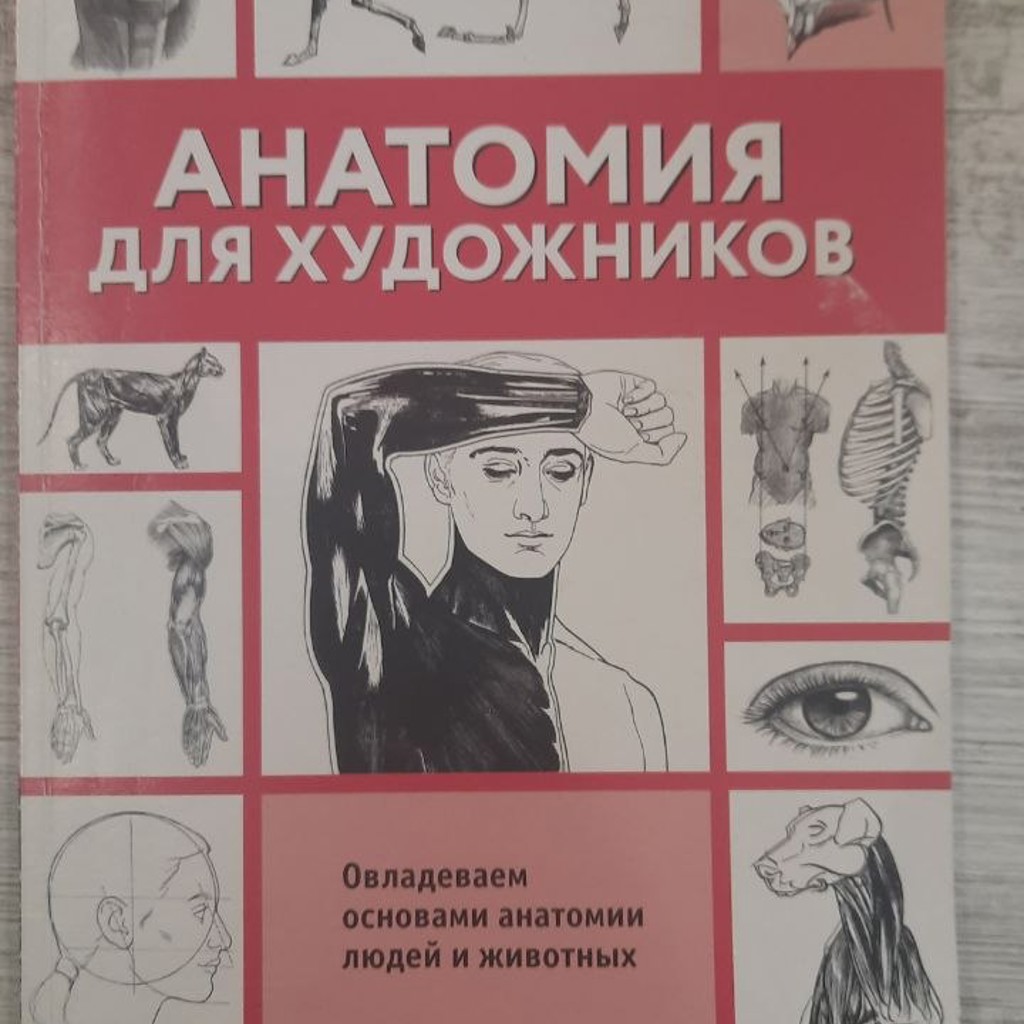 Анатомия для художника
