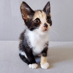 Кошка Ариэль - фото 2