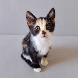 Кошка Ариэль - фото 3