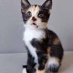Кошка Ариэль - фото 4