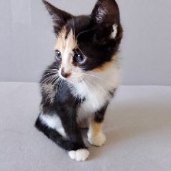 Кошка Ариэль - фото 5
