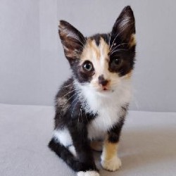 Кошка Ариэль - фото 6