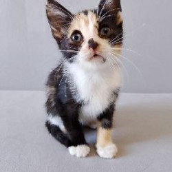 Кошка Ариэль - фото 7