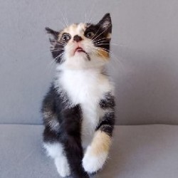 Кошка Ариэль - фото 8