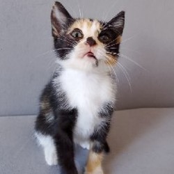 Кошка Ариэль - фото 9