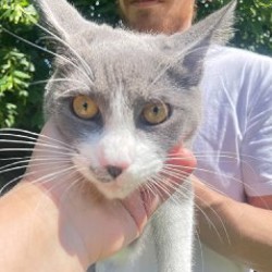 Котенок Плутон - фото 1