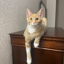 Котенок Плутон - фото 4