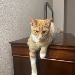 Котенок Плутон - фото 5