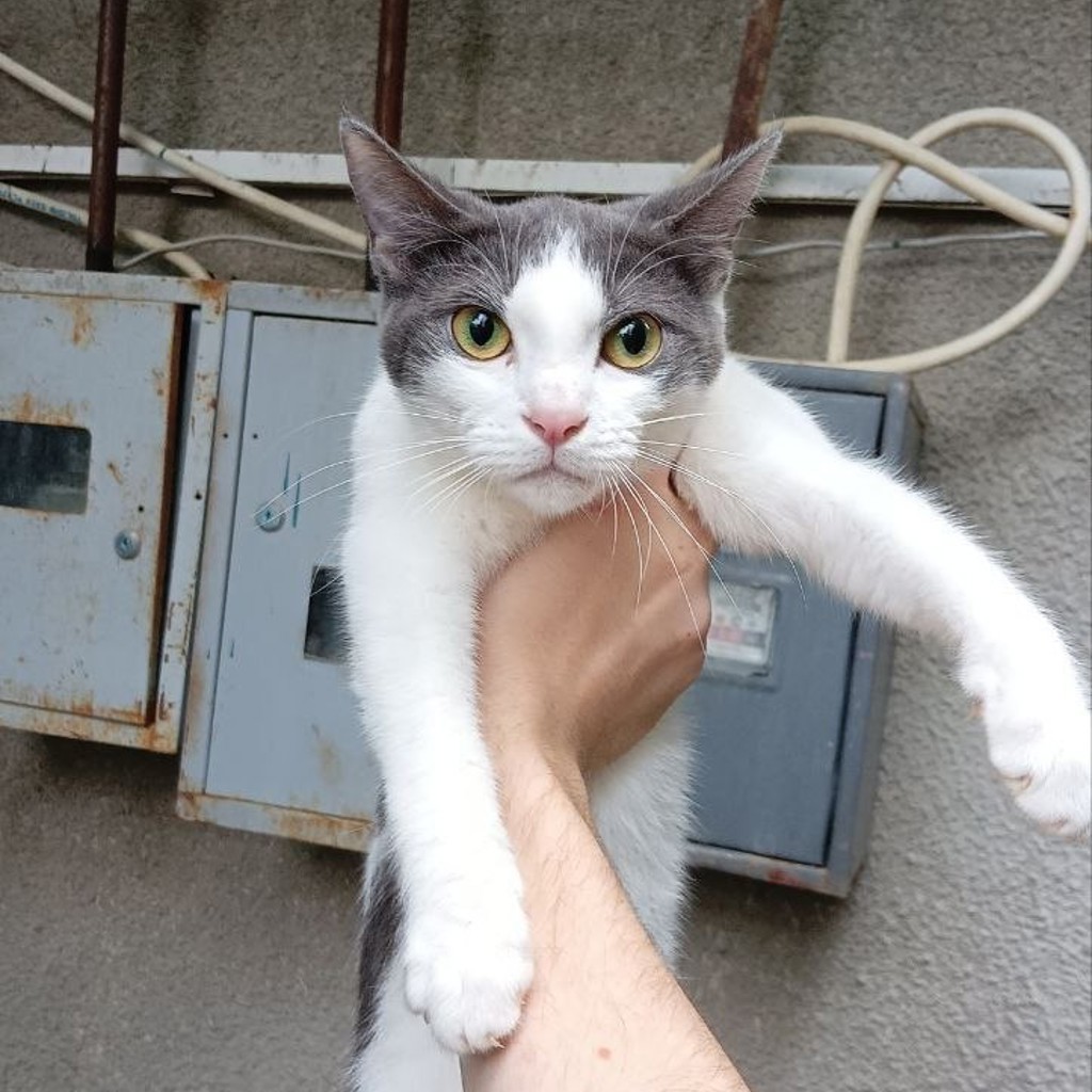 Кошка по имени Коровка