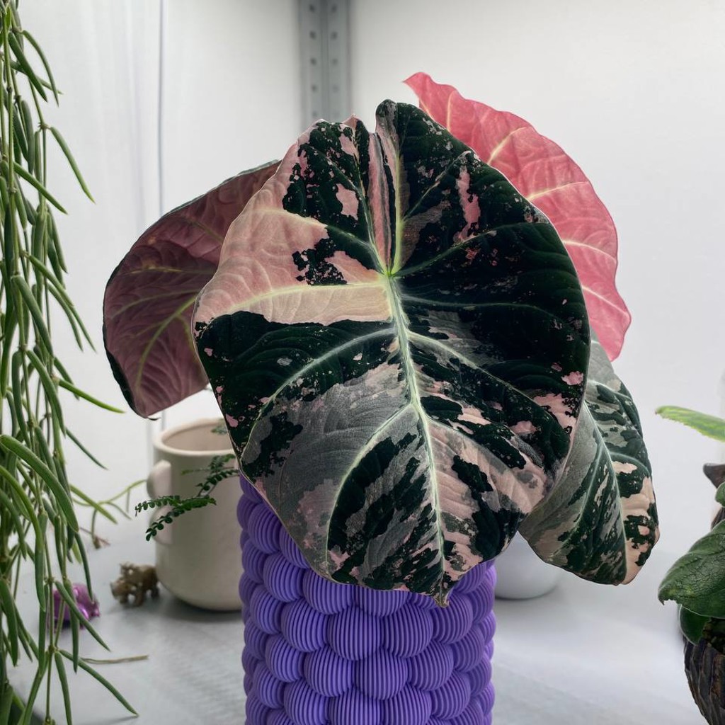 Alocasia Black Velvet Pink Variegated