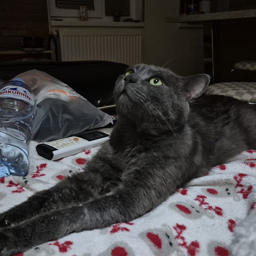Уличный котик