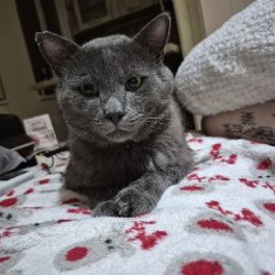 Уличный котик - фото 2