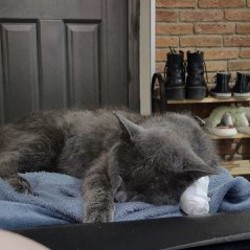 Уличный котик - фото 3