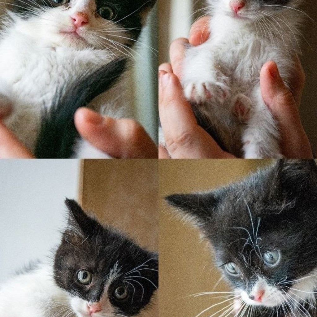 Котёнок