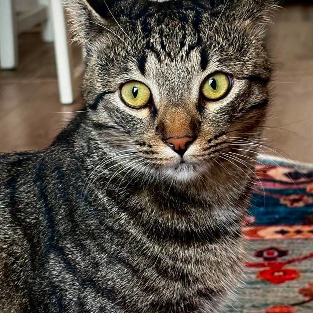 Котик
