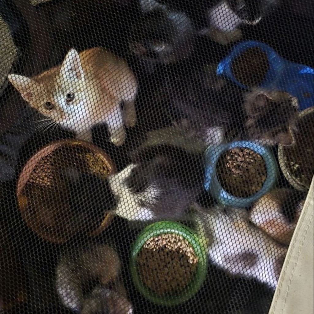 Котята