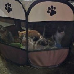 Котята - фото 5