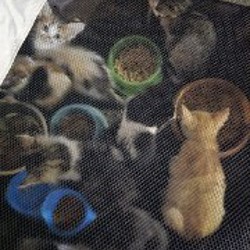 Котята - фото 6