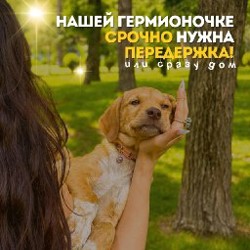 Гермиона - фото 2