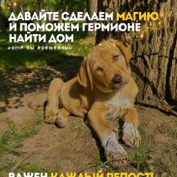 Гермиона - фото 6