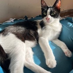 Томми - фото 4