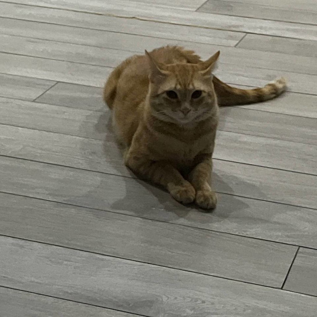 Кот