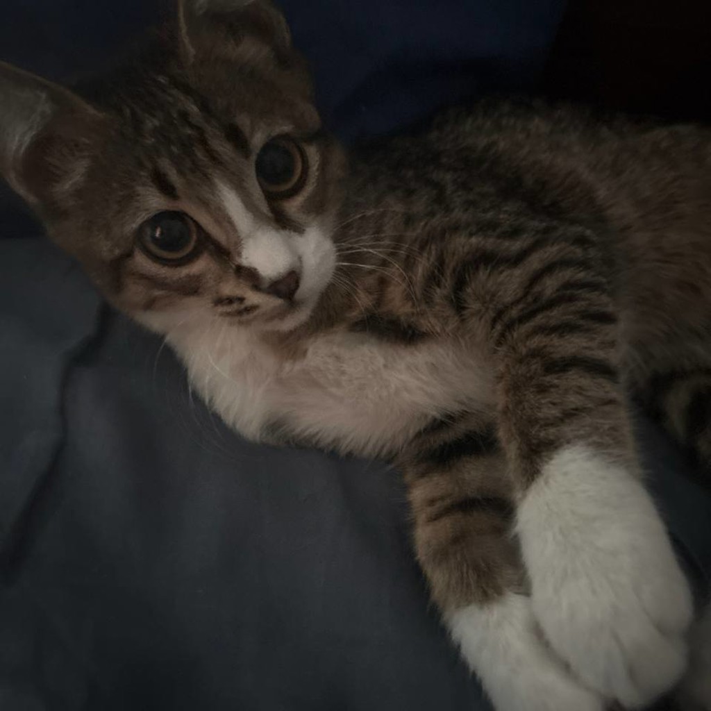 Котенок Дуся