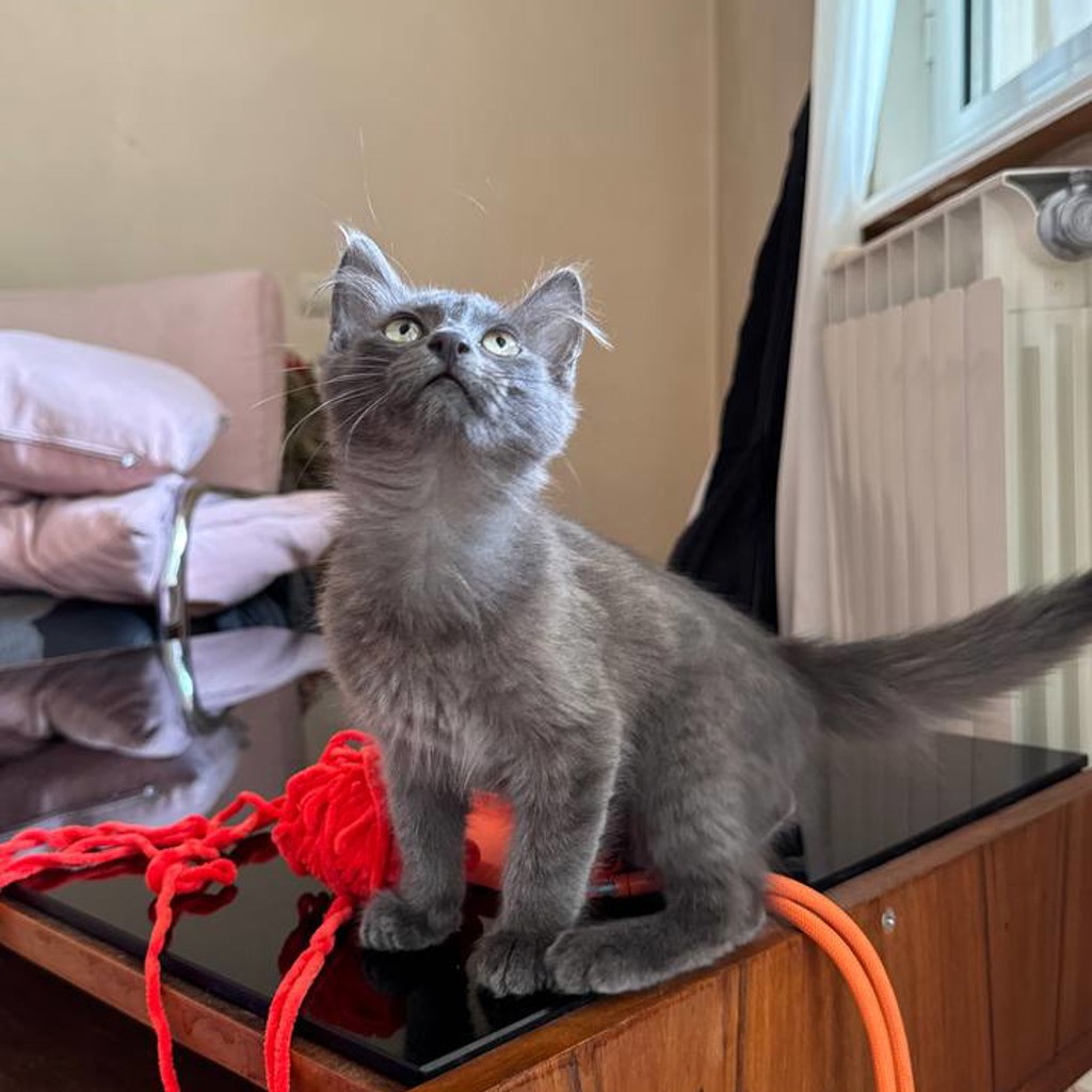 Котенок